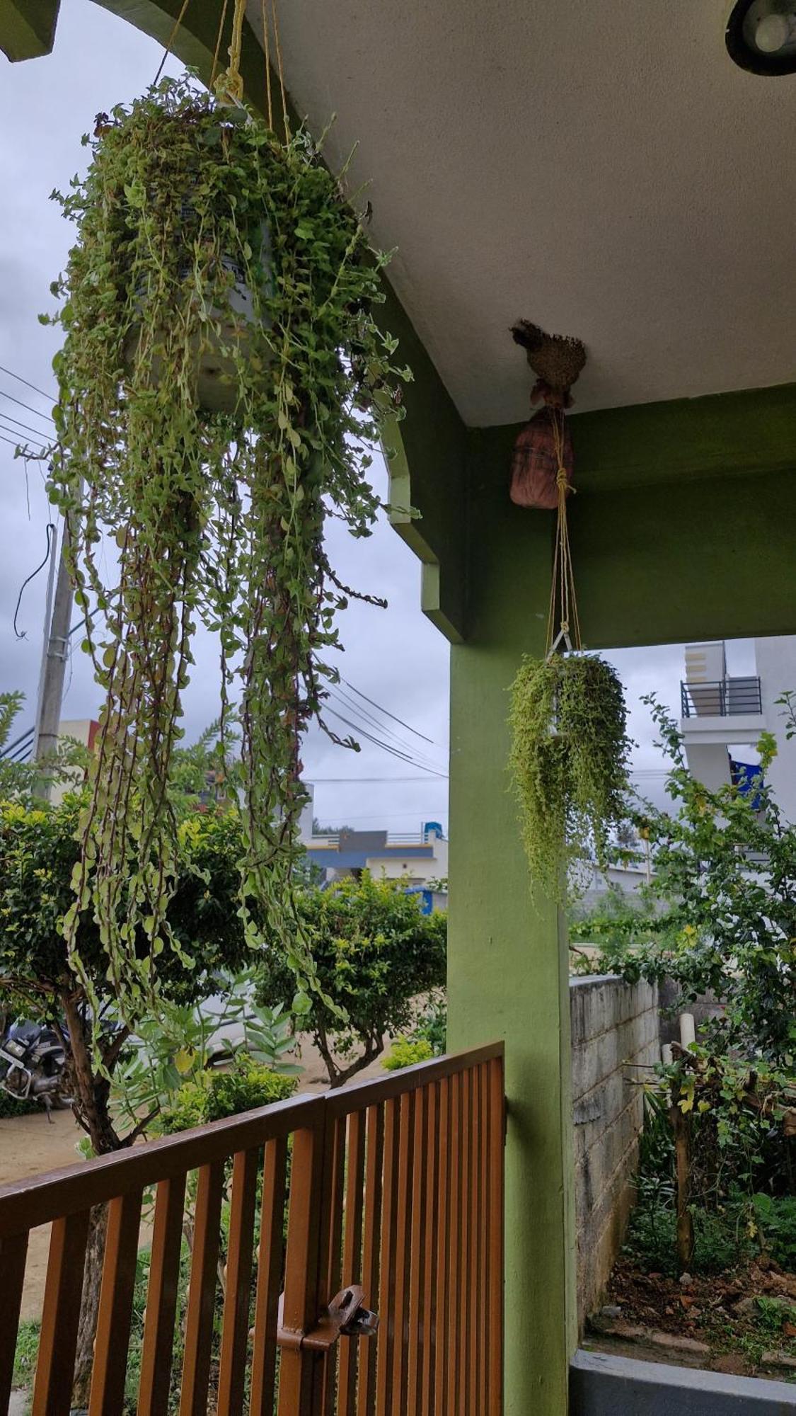 Malgudi Mane Homestay Chikmagalūr Kültér fotó
